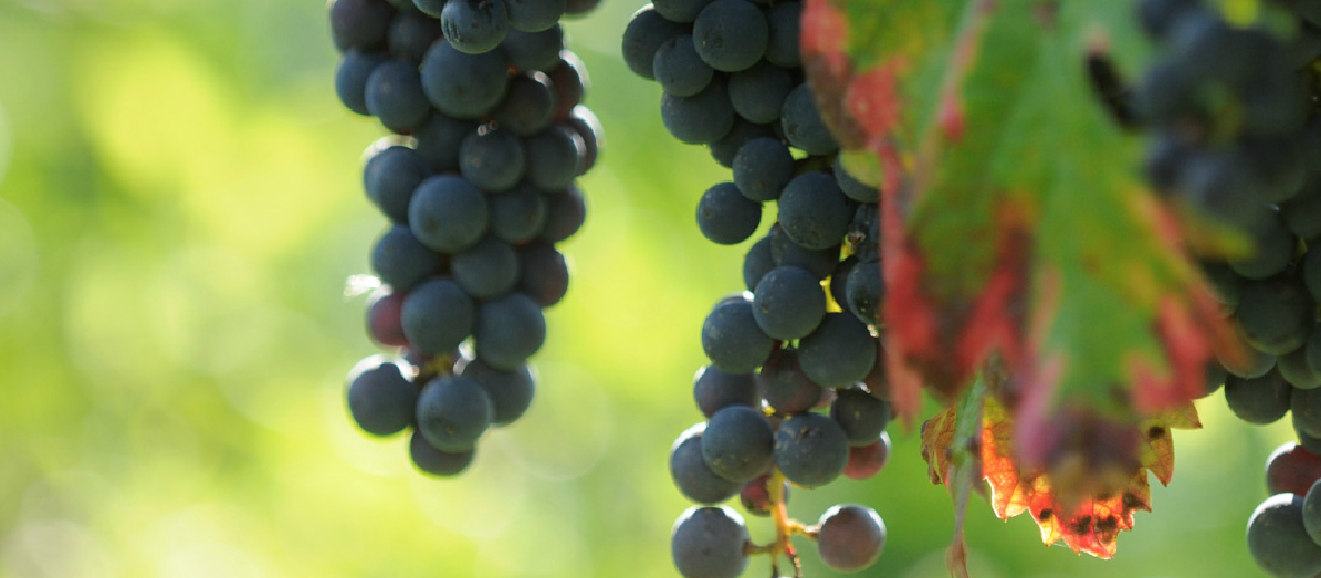 Китайский миллиардер стал владельцем виноградников в Бордо