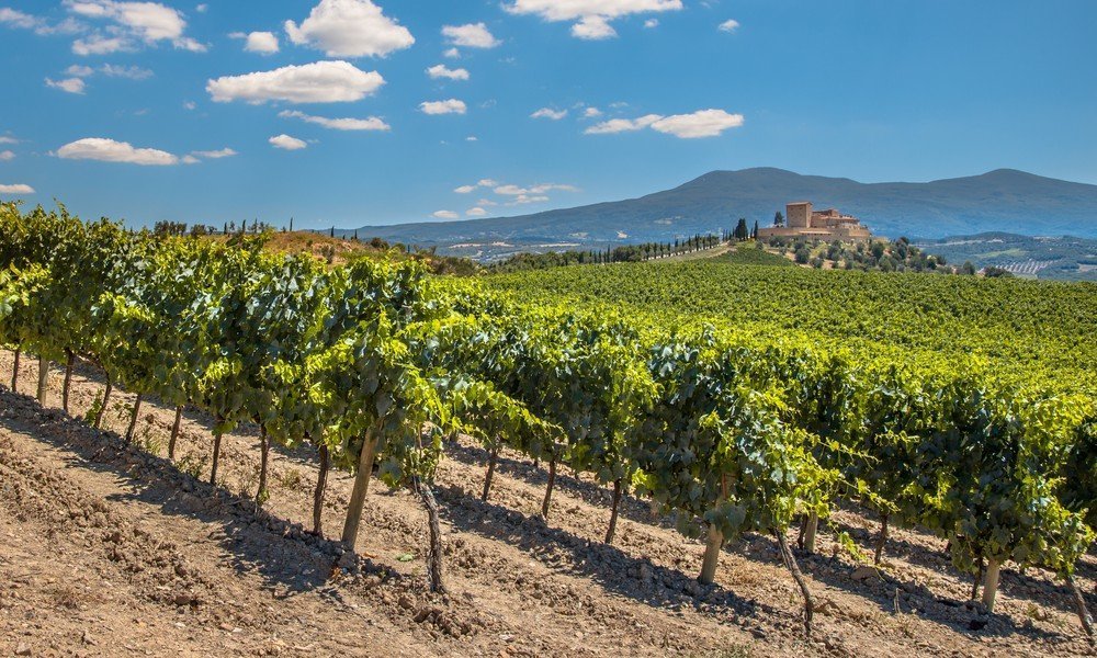 Виноградники во Франции и Италии: кто покупает и почем?