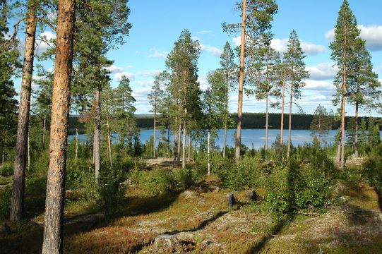 Земля в Вуонтисжярви