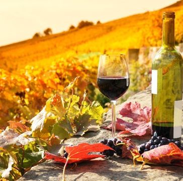 Виноделие — искусство, ради которого переезжают во Францию